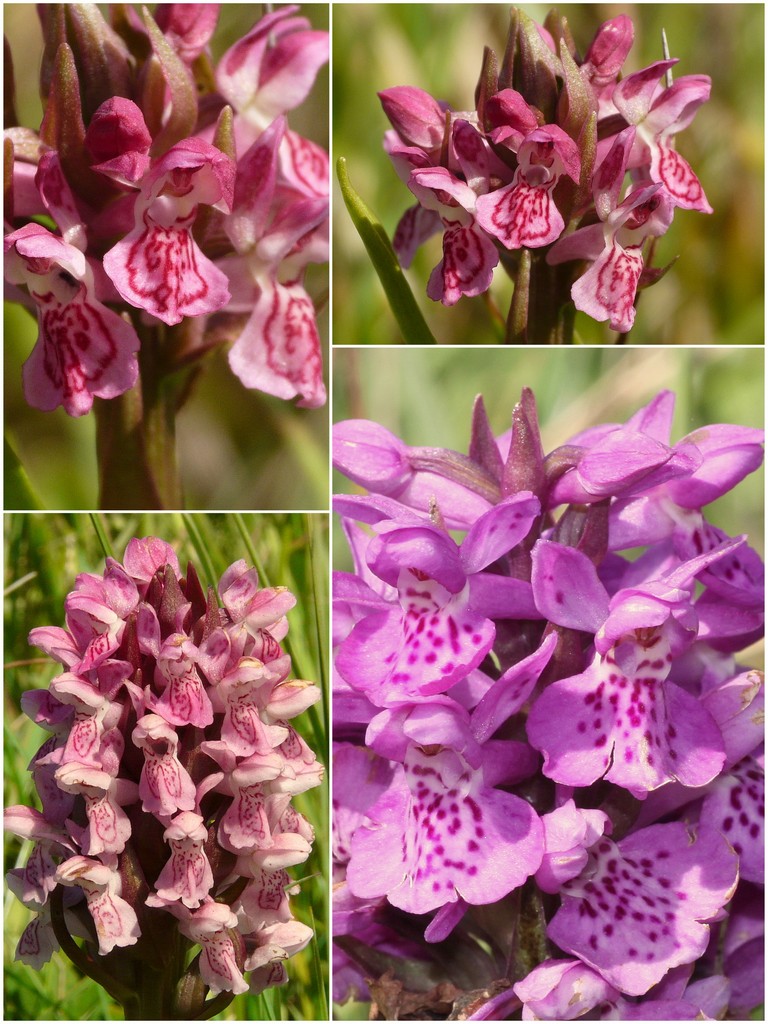 Orchidee d''Irlanda